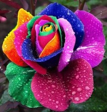 20 Rainbow rose seeds