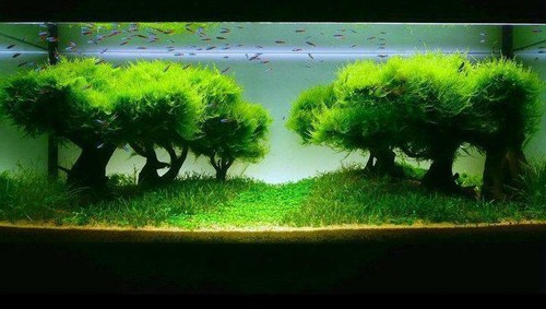 20g java moss - 20g,