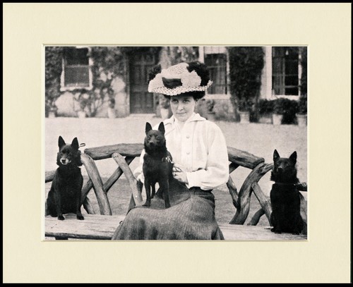 Schipperke dog art - schipperke,