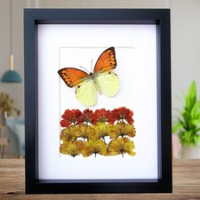 Dried Flower Art, Brimstone