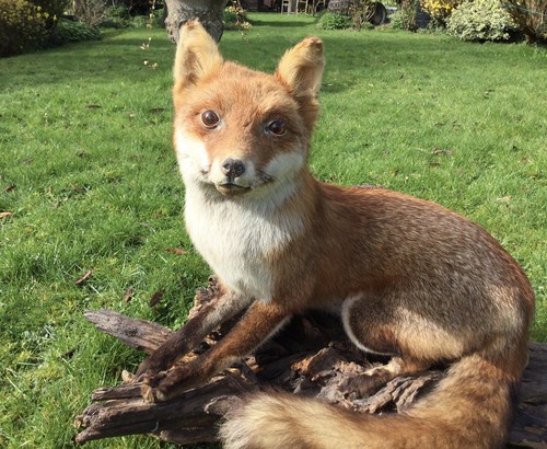 Taxidermy fox full mount - fox,