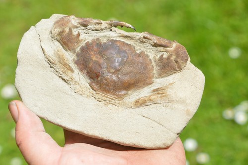 Lovely rare fossil crab from - lovely,