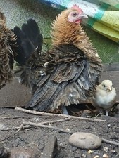 Happy serama eggs - serama, x