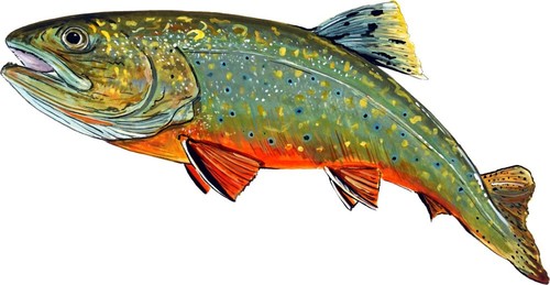 Brook trout fish high quality - trout,