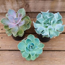 Echeveria Collection SPECIAL