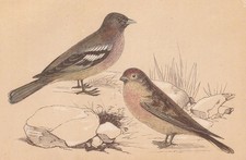 1851 CHAFFINCH & REDPOLL Bird