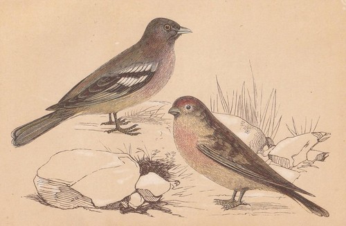 1851 chaffinch redpoll bird - chaffinch,