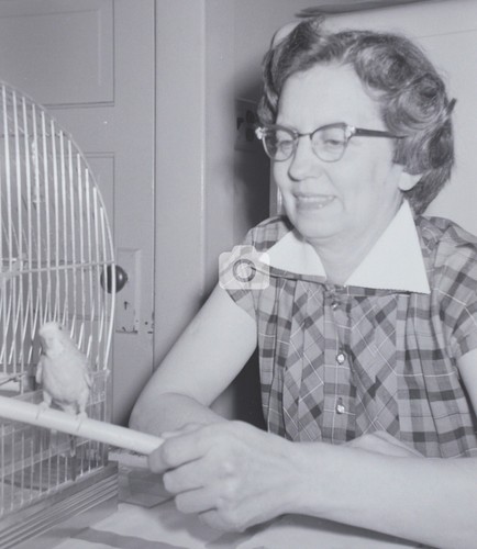 Woman budgie parakeet cage - budgie,
