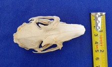 Genuine Rabbit Skull
