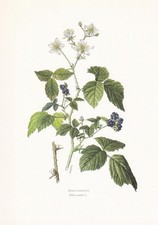 1960 DEWBERRY Print - Botanical Wall Art - Vintage Plant - 7.5 x 10.6 Inches