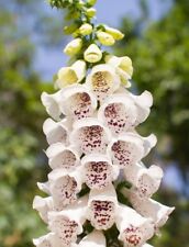 DIGITALIS  (FOXGLOVE) ELSIE KELSEY - 0.25 GRAM ~ 3000 SEEDS PERENNIAL FLOWER