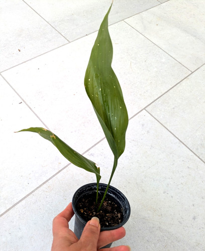 Aspidistra elatior cast - aspidistra, iron