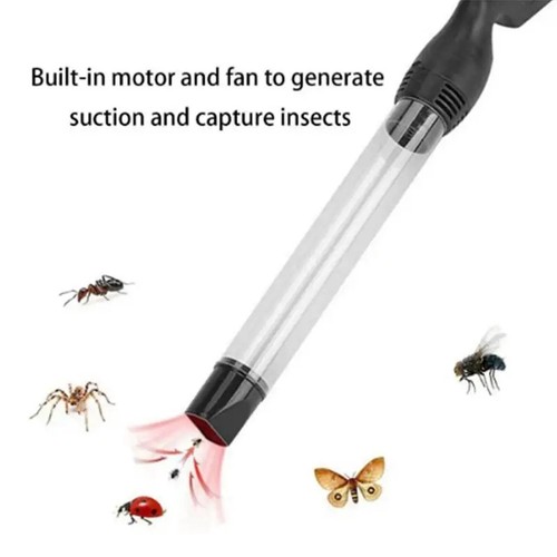 Bug spider fly pest - spider,