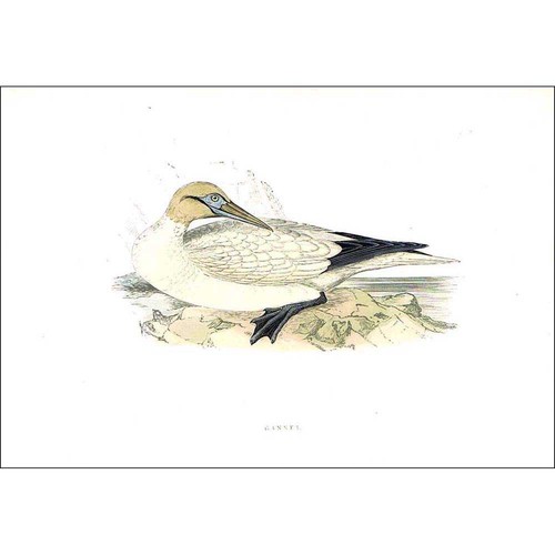 Birds gannet hand coloured - birds,