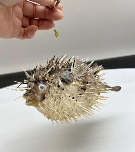 Real dried blowfish porcupine - real, (porcupine