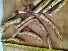 3 HORSERADISH ROOTS - + 1 FREE ARMORACIA RUSTICANA