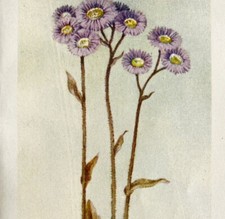 1905 Robin's Plantain Flower