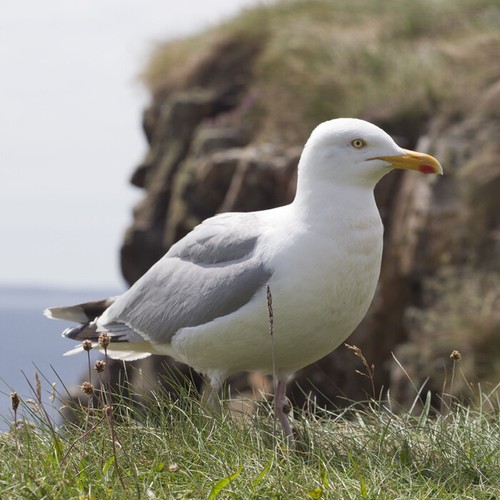 British birds seagull - british,