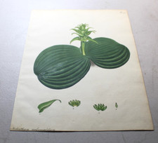 1804 Henry Andrews Color