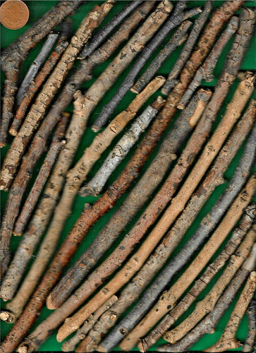 North sea driftwood - uk,