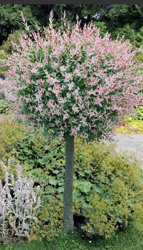 Salix integra hakuro - integra, 'hakuro