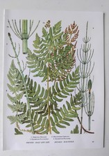 Botanical Green Fern Print