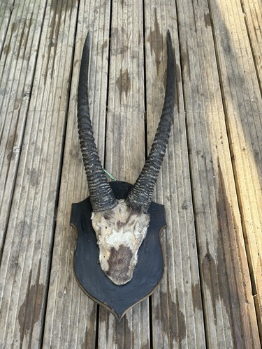 Shield mounted oryx gemsbok - shield,