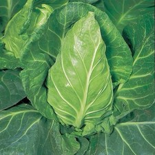 Durham Early Spring Cabbage Plugs Plants X6 Ready to Plant  , Letterbox Friendly