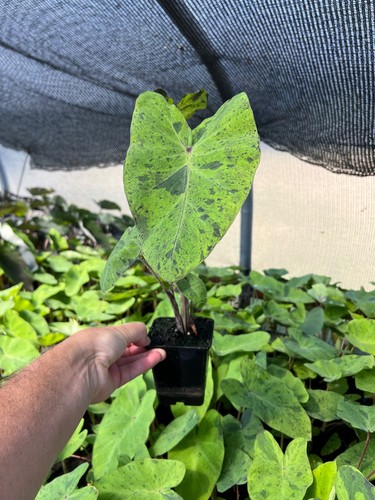 Colocasia esculenta - esculenta, 8
