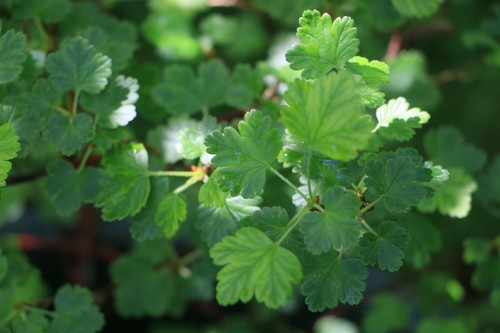 Gooseberry bush cuttings for - gooseberry,