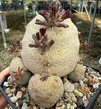 Rare Plant Cacti Pseudolithos
