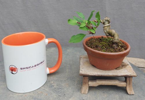 Mini japanese malus crab - malus,