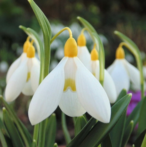 Galanthus elena lucy - "elena, lucy"