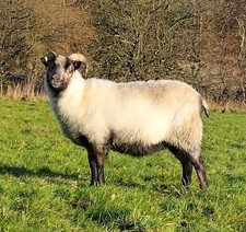 Icelandic x Shetland Sheep’s