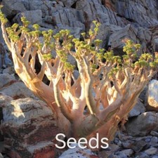 Cyphostemma uter eeds - ,