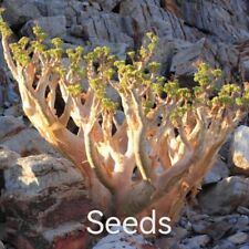 Cyphostemma uter  S eeds  10/50PCS