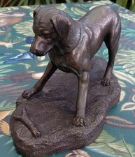 Heredities Dog  Labrador