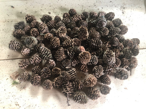 100 small pine - x,