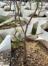 2cm rare bursera hindsiaa - rare,