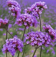 Verbena Bonariensis 10