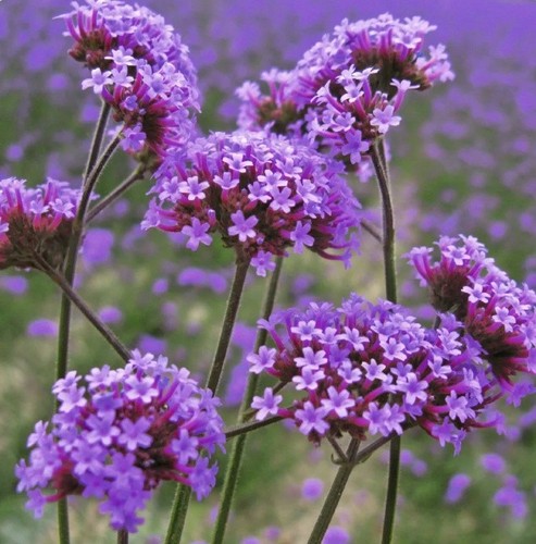 Verbena bonariensis - bonariensis, 10