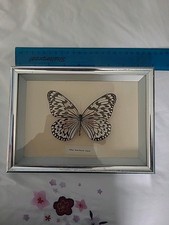 Butterfly Taxidermy IDEA LEUCONOE CLARA.