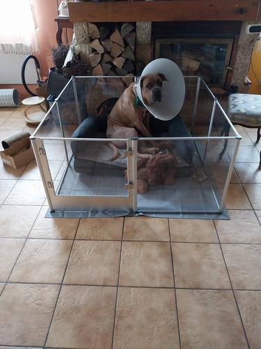 Extremely safe acrylic - acrylic, dog