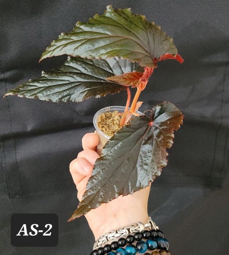 Begonia arabian sunset - begonia,