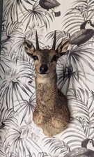 Taxidermy Klipspringer
