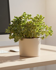 Large Curly Jade Plant Money