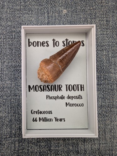 Mosasaur tooth display box - display, box.
