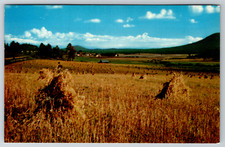 c1960s After The Harvest Hay