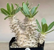 1/3/5PCS Rare plant SucculentLive Pachypodium densiflorum Wholesale Boutique