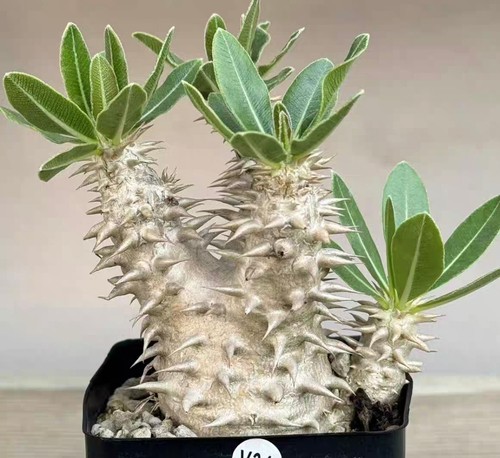 5pcs rare plant - 1/3/5pcs,